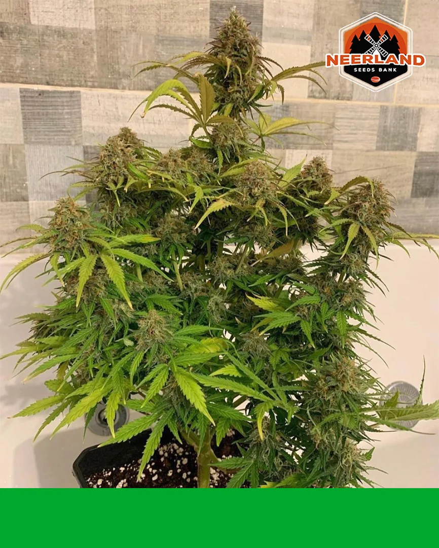 London Cheese Kush