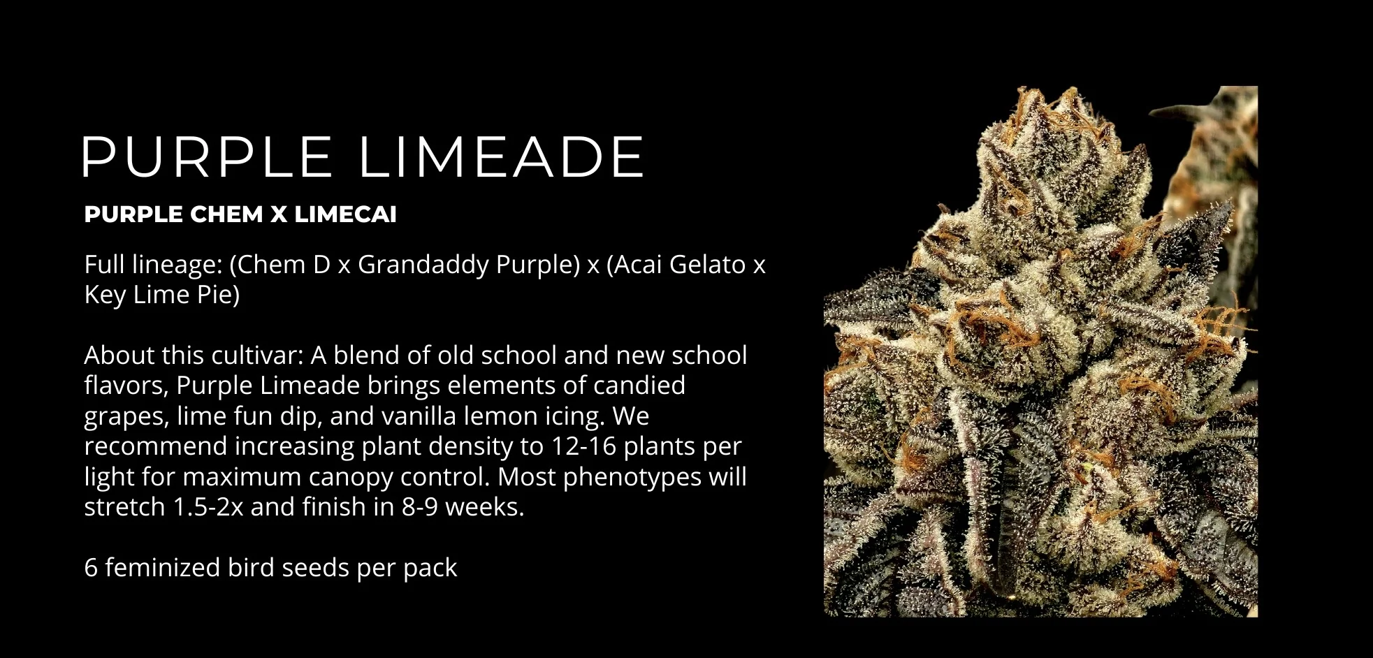 Purple Limeade 4