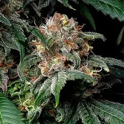 Mendo Breath