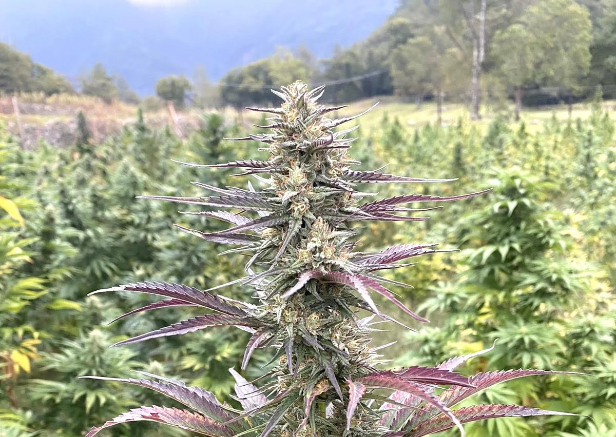 Berry Buddha 2