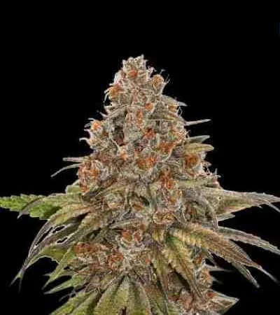 Blackberry Gum 2