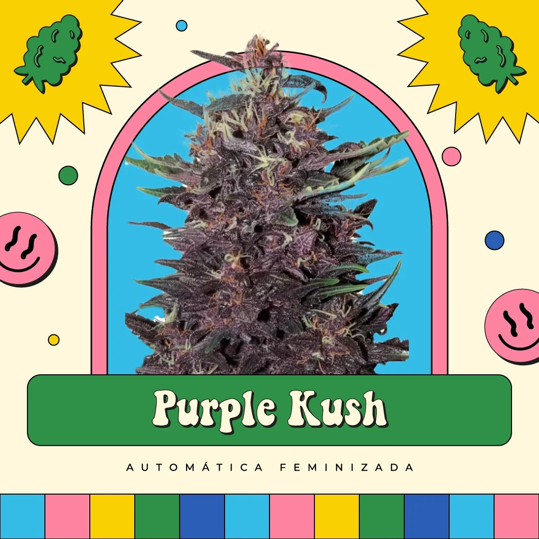 Purple Kush 5