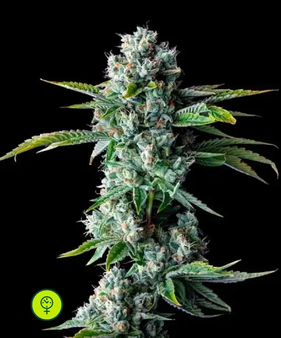 Walker Kush 4