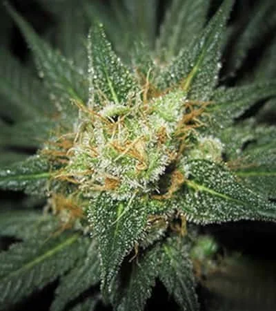 Midnight Kush 3