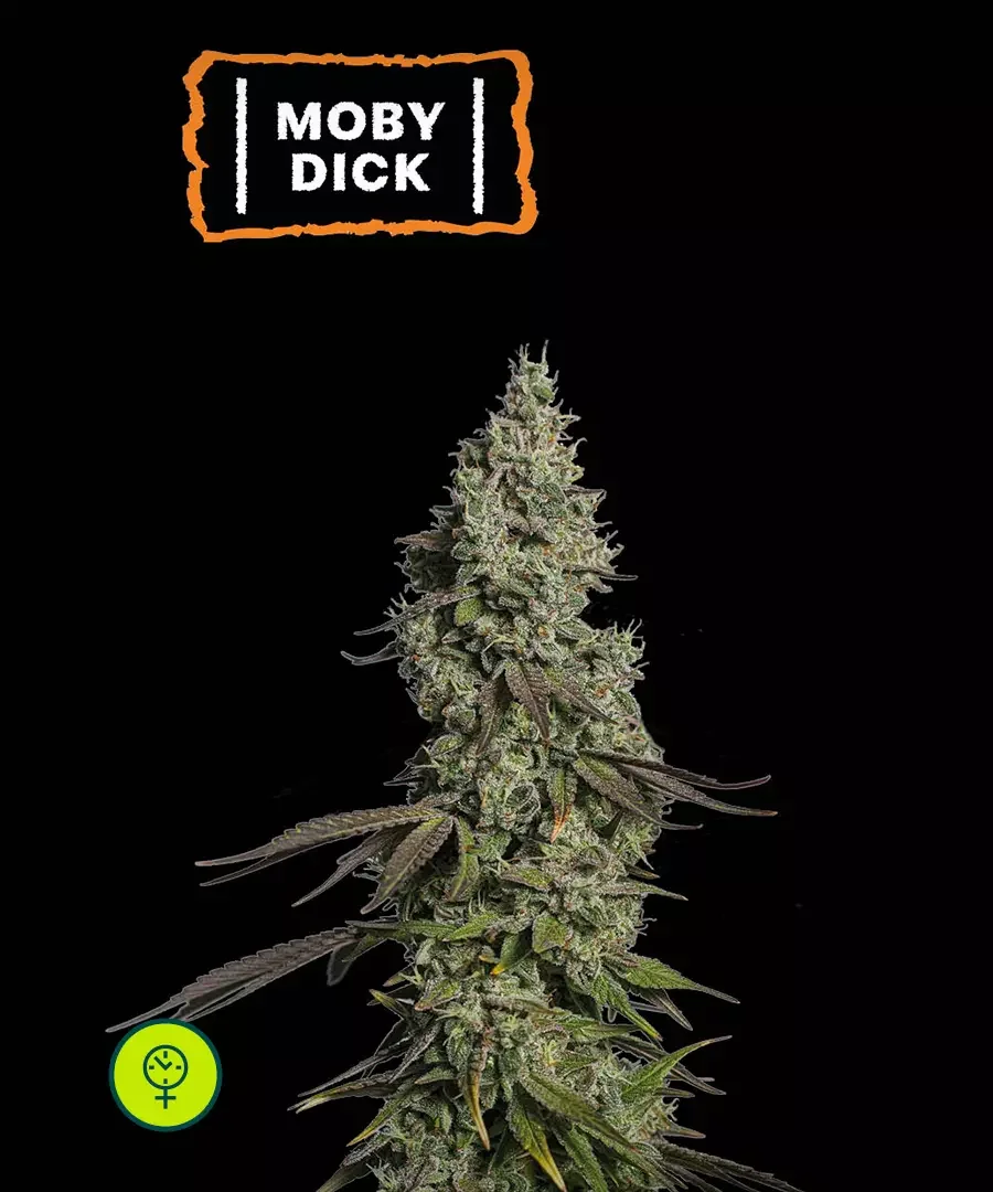Moby Dick