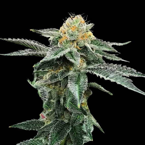 Kosher Cookies 5