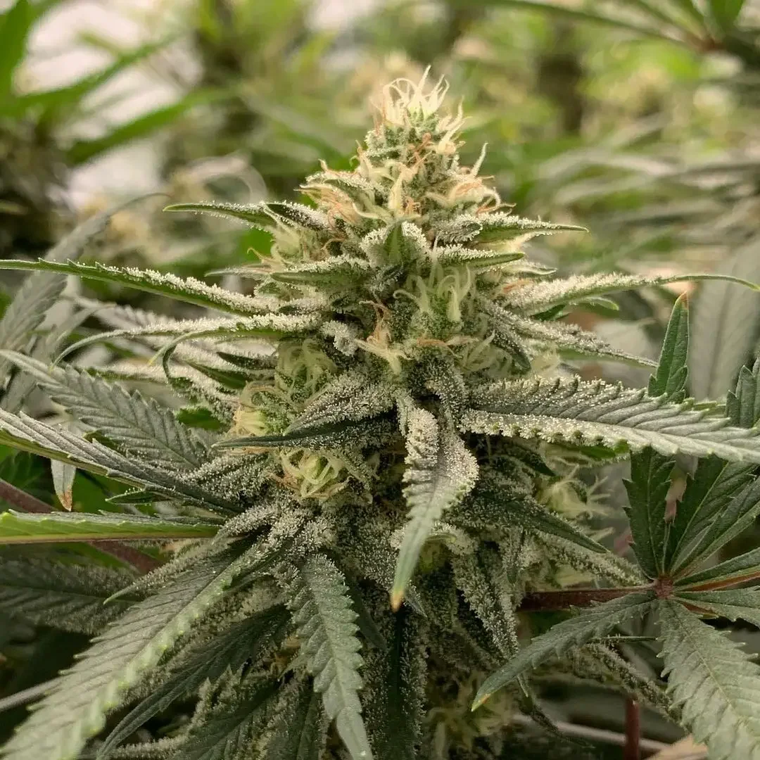 Nicole Kush Latitudsurseeds