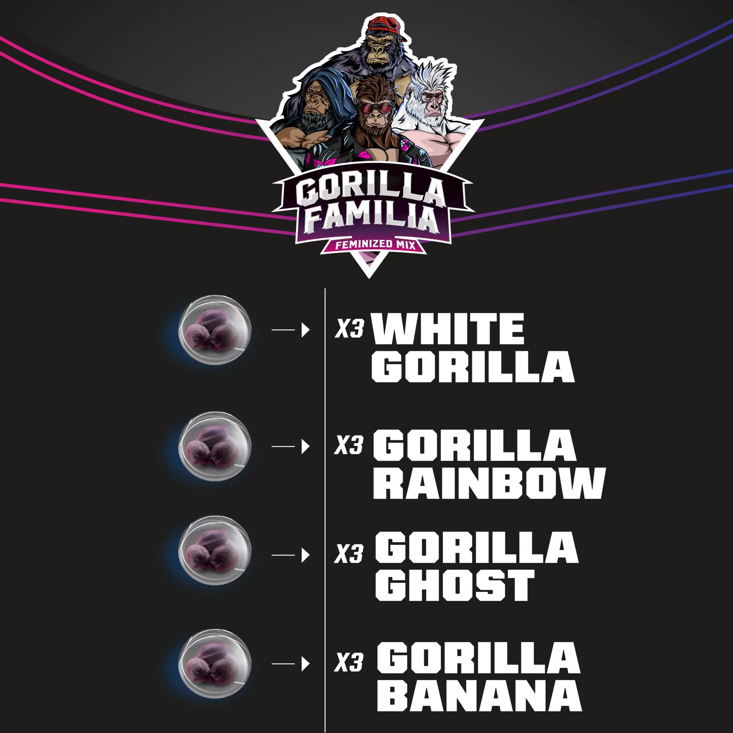 Gorilla Familia Mix 3