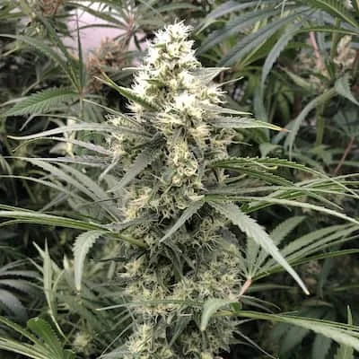 Snow Bud 3