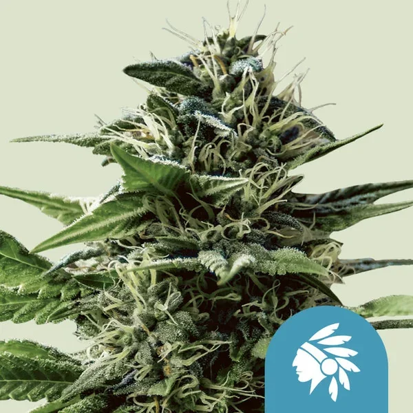 Tatanka Pure