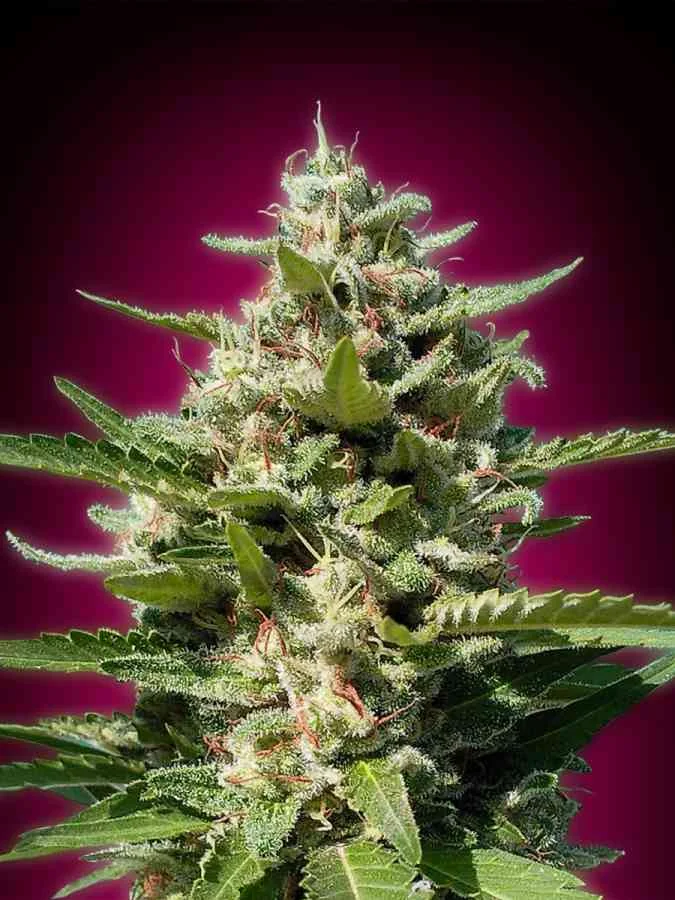 White Kush 2