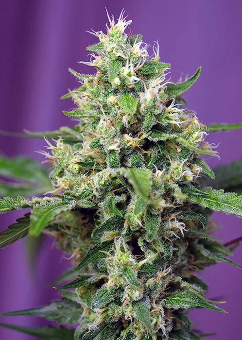 Sweet Amnesia Haze Xl