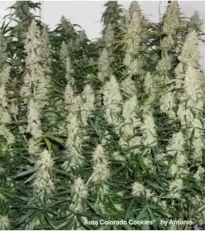 Colorado Cookies