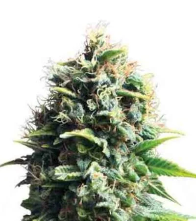 Pineapple Kush
