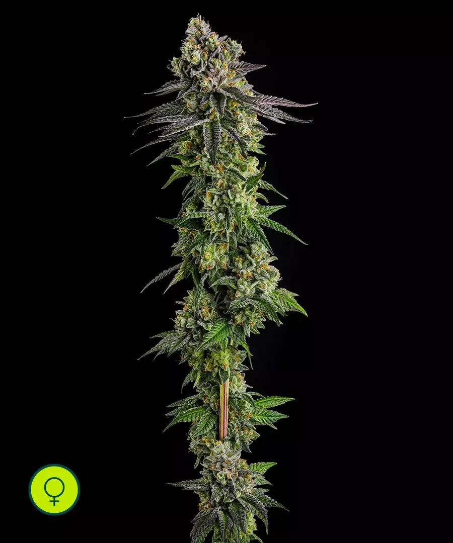 Ab Parfait 3