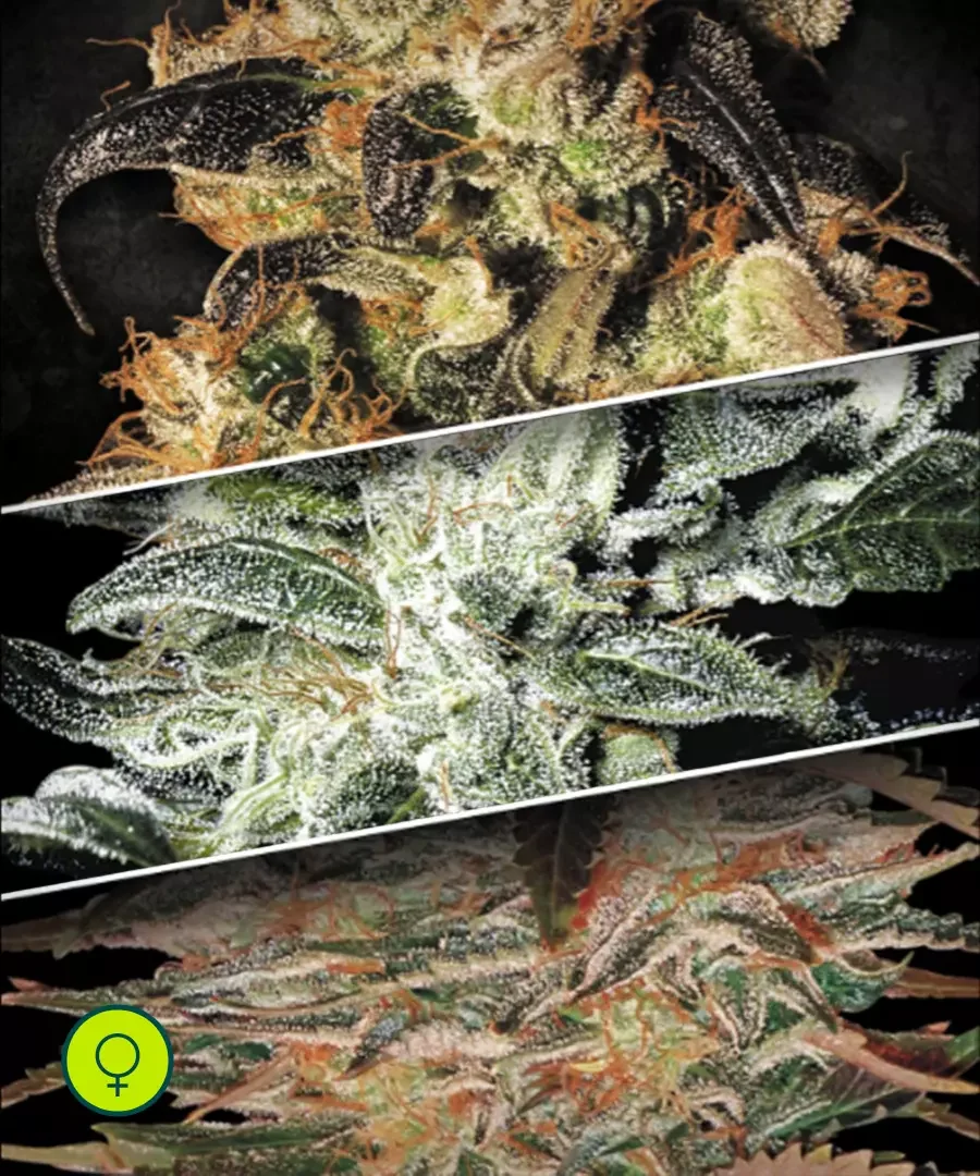 Indica Champions