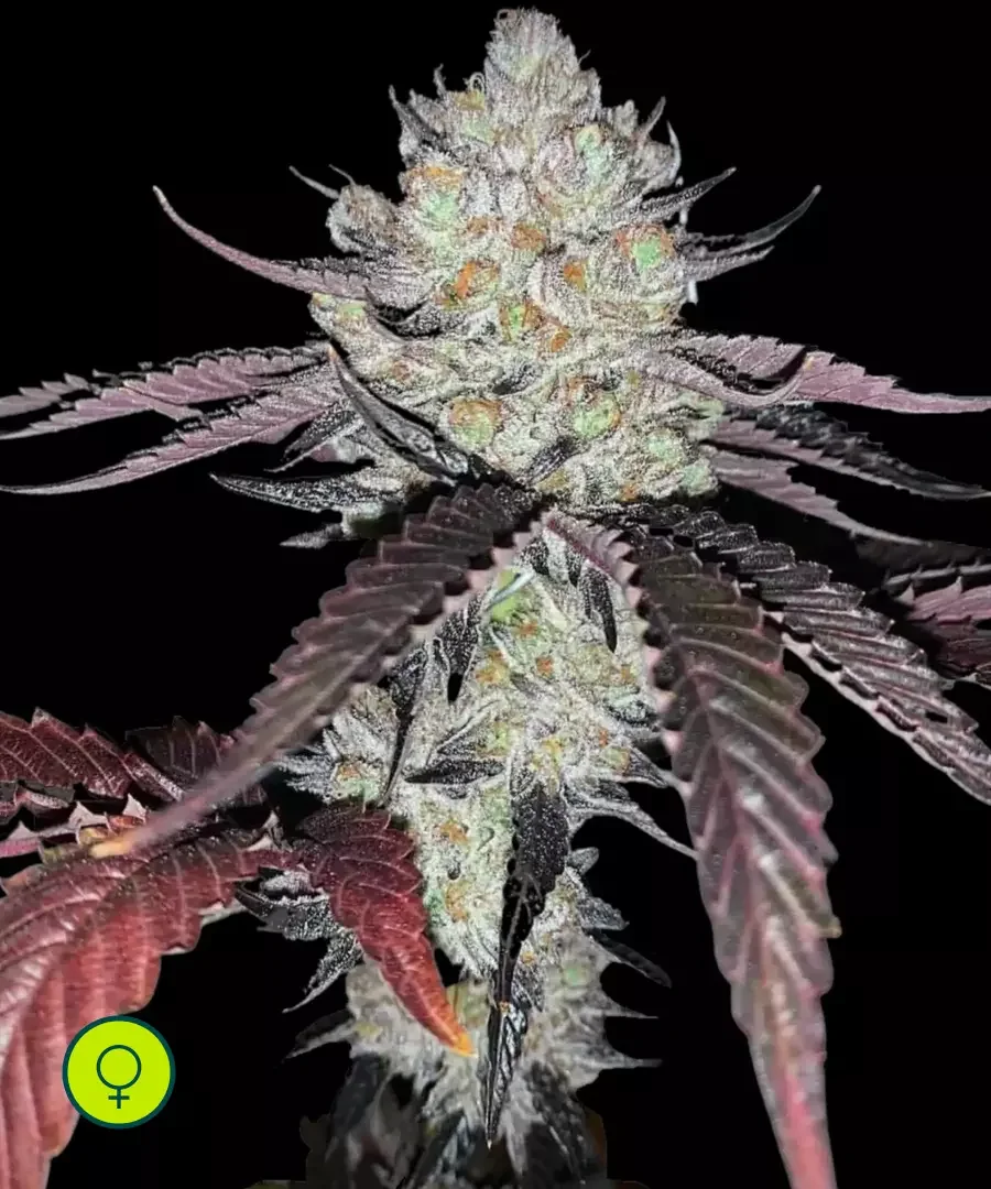 Marshmellow Og