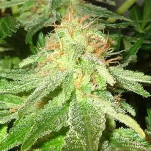 White Widow 3
