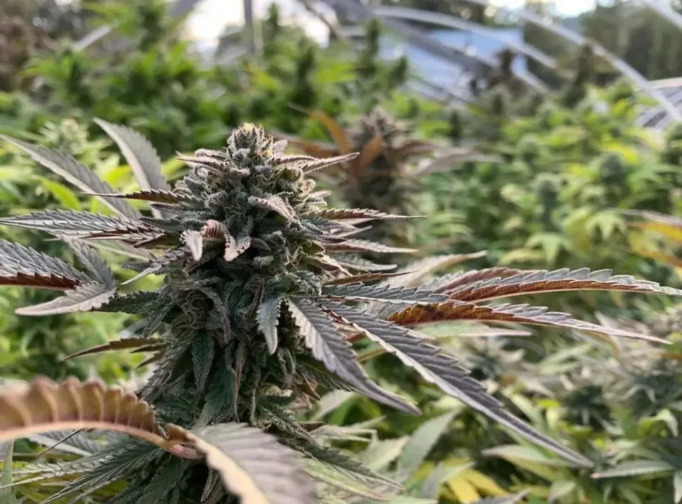 Candied Grapefruit 5