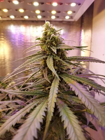 Blueberry Jack 2