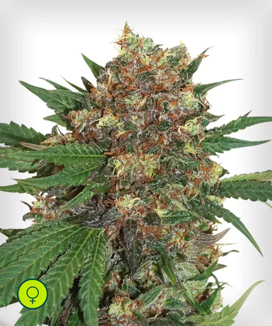 Masterkush 2