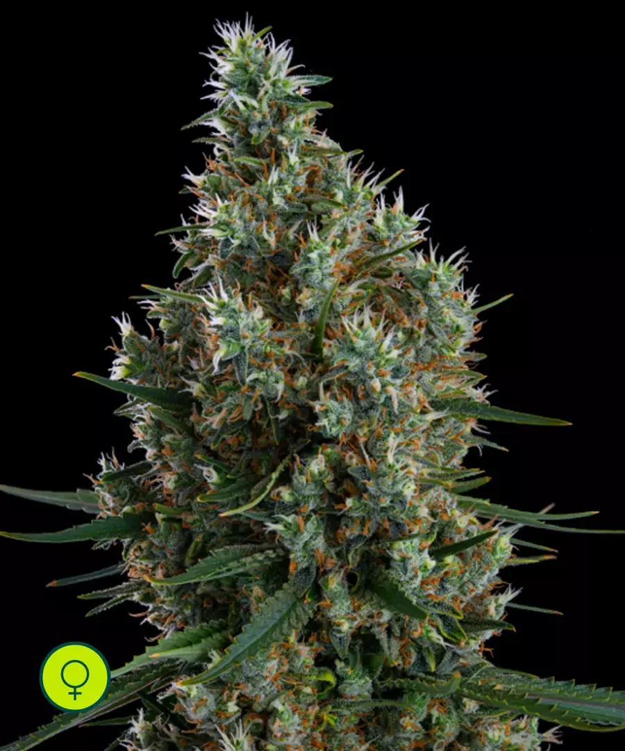Zweet Inzanity Rbx 2