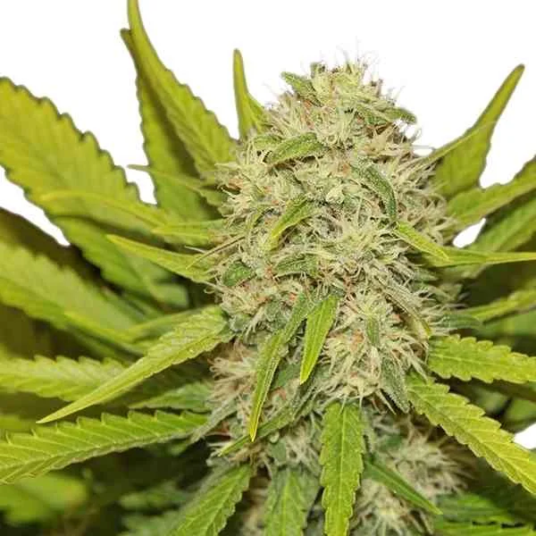 Skunk Xl 3