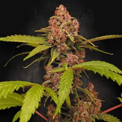 Banana Purple