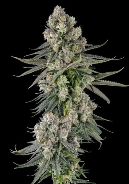 Glue Lotus 3