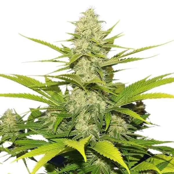Skunk Xl