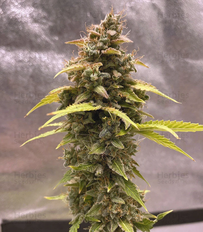 Critical Fastbud Latitudsurseeds 2