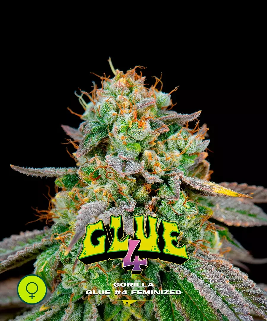 Gorilla Glue 4