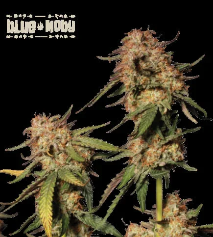 Blue Moby 4