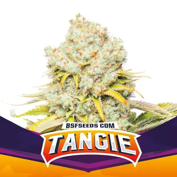 Tangie Bsf