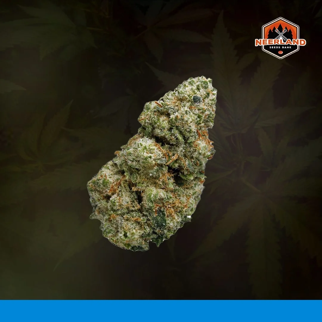 Matanuska Tf Cbd 5