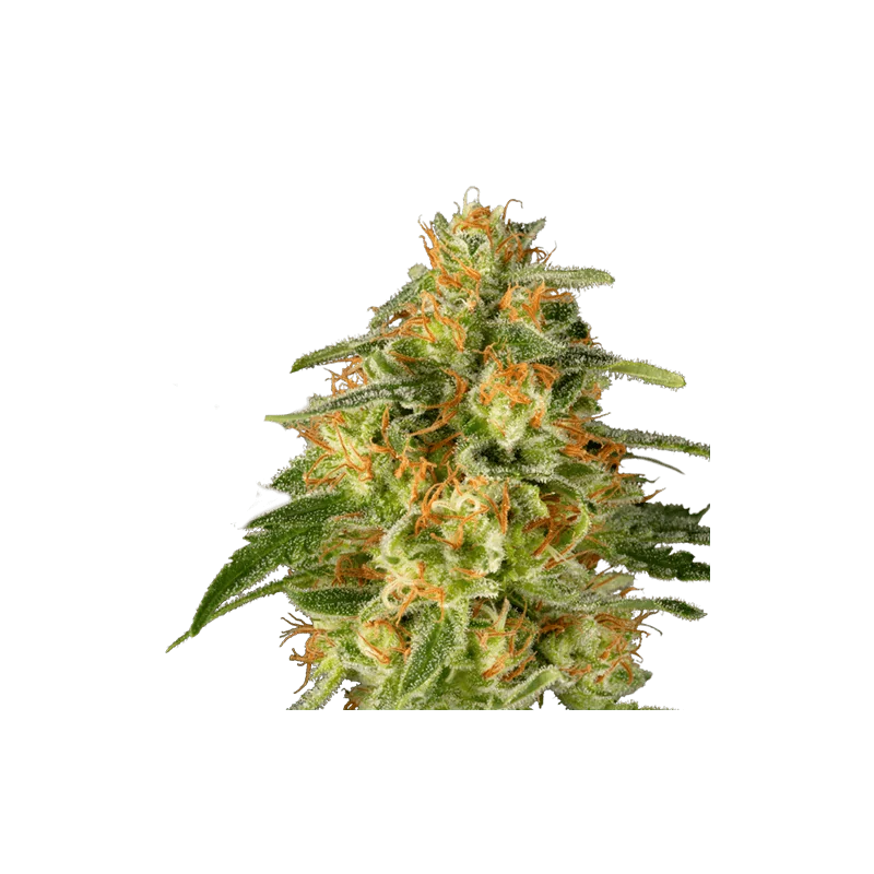 Tnt Trichome 4