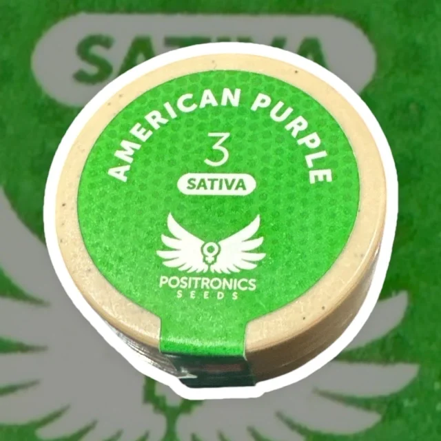 American Purple 2