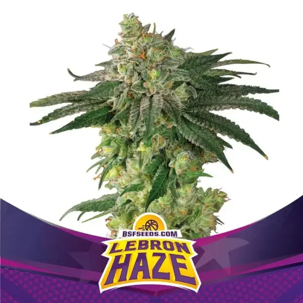 Lebron Haze Xxl 4
