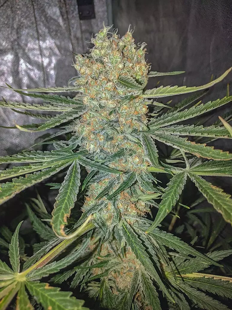 Gg 4 Latitudsurseeds