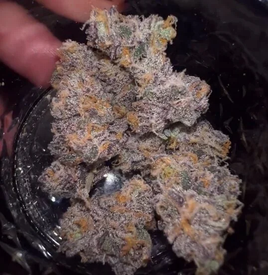 Bob87 Purple City Genetics 2