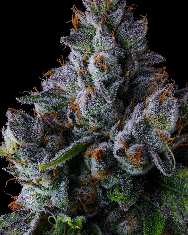 Trillianz 5