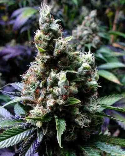 Nyc Diesel 4
