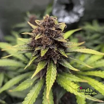 Purple Haze