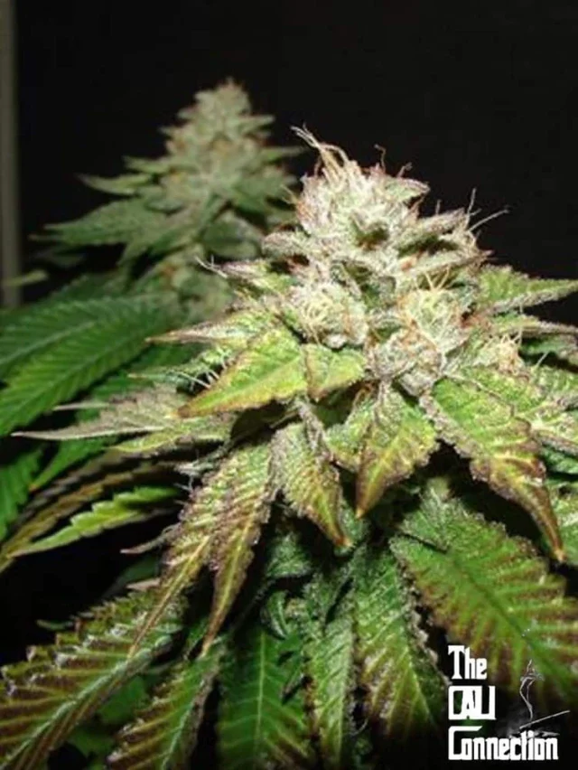 Pre 98 Bubba Bx2