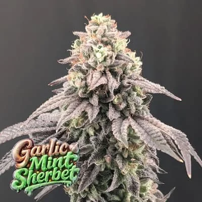 Garlic Mint Sherbet