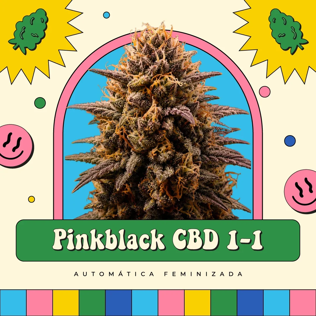Cbd 1