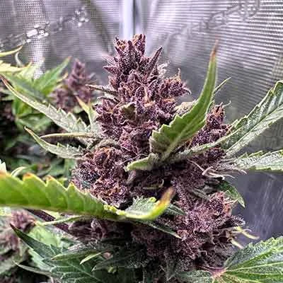 Purple Haze 5