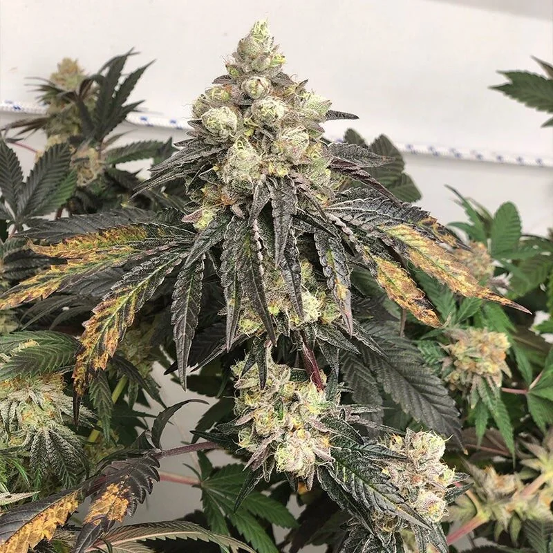 Mango Gelato 3