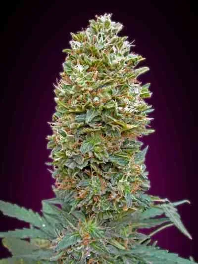 Bubble Gum 3