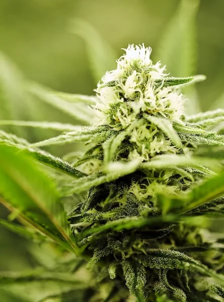 Sour Tsunami Cbd